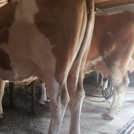 Bio-Bauernhof-Hotel Matlschweiger Farm stay Lassing (Liezen)