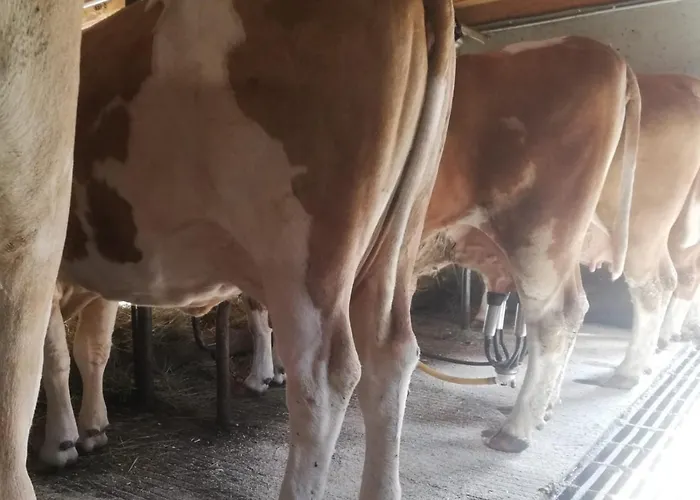 Bio-bauernhof-hotel Matlschweiger Bauernhof Lassing (Liezen)